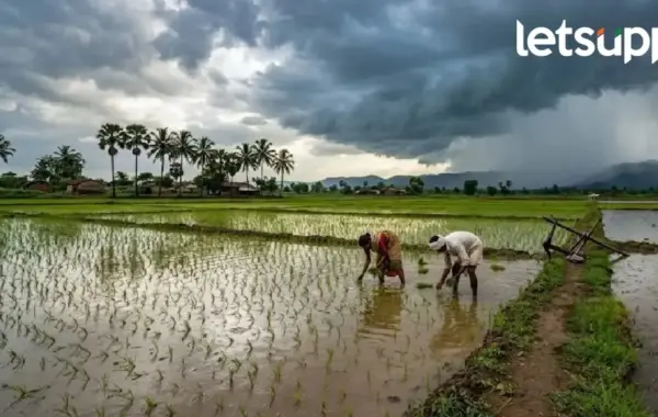 बंगालच्या उपसागरातील कमी दाबामुळं पावसाची शक्यता; घाटमाथ्यासह अनेक जिल्ह्यांना येलो अलर्ट